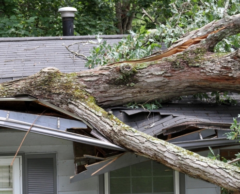 Image of a tree fallen over onto a roof.
